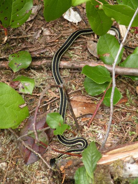 Photo of Thamnophis sirtalis by Andrea Paetow